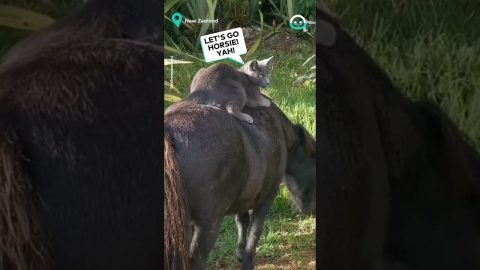 Kitten Becomes Cowboy || ViralHog
