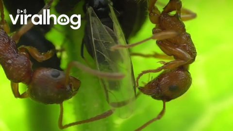 Ants Tending Aphids || ViralHog