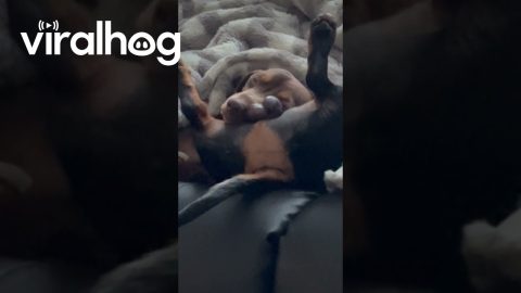 Silly Sausage Dogs Nap Together || ViralHog