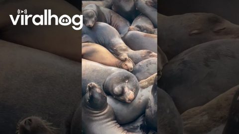 Sea Lion Snuggle || ViralHog