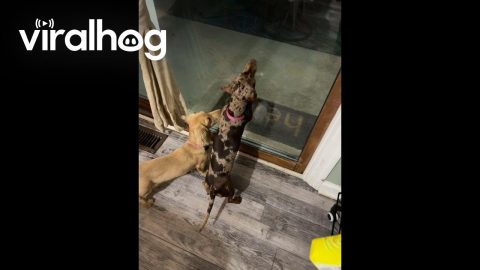Pup Gets Late Night Munchies Like A Moth To A Flame || ViralHog
