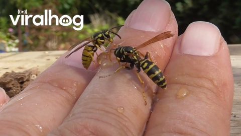 Man Holds Hornets and Yellow Jackets on His Bare Hands || ViralHog