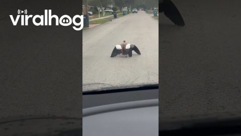 Peacocks Rolling Up to a Goose Fight in the Suburbs || ViralHog