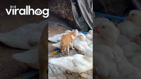 Cat Disrupts a Group of Sleeping Ducks || ViralHog