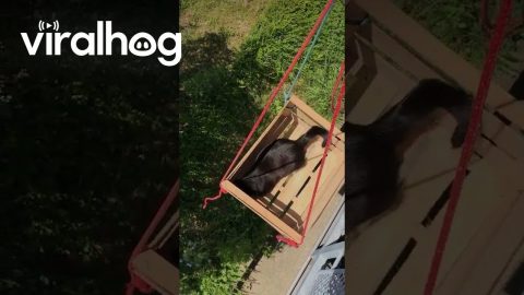 Cat Rides Crate Elevator || ViralHog