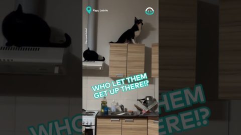 Pets Like Birds Eye View || ViralHog