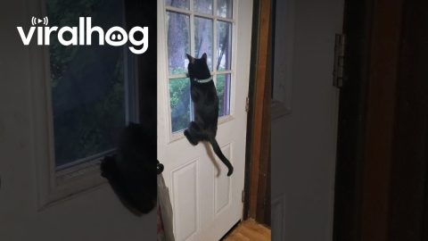 Curious Kitty Welcome Party || ViralHog