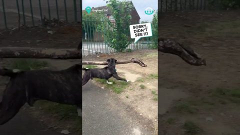 Tyson Didn't Account For New Stick's Size || ViralHog