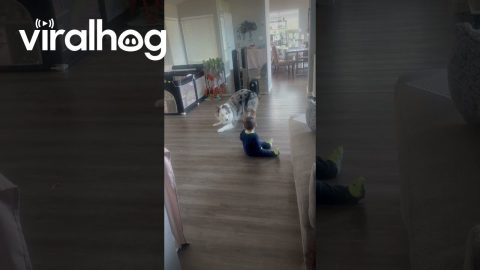 Aussie Wants Baby To Play || ViralHog