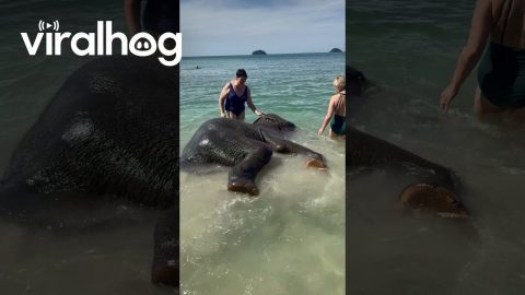 Elephants Bathe in the Sea With Humans || ViralHog