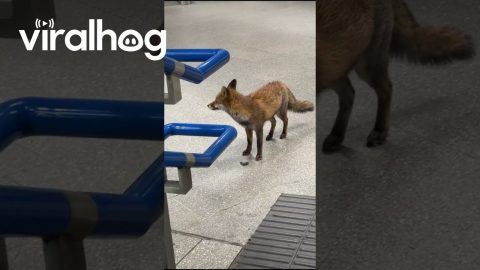 Mr. Fox Needs to Catch His Train || ViralHog