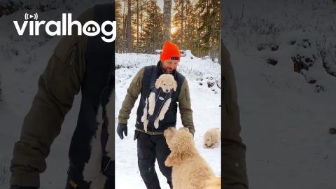 Fluffy Puppy In A Baby Carrier || ViralHog