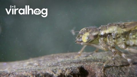 Dragonfly Larva Capturing Prey || ViralHog