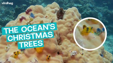 Christmas Tree Worms?! || ViralHog