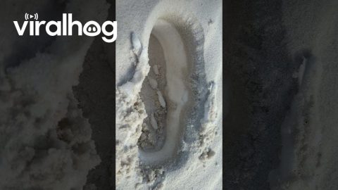 Snow Found Beneath Sand After Record-Setting Florida Snowfall || ViralHog