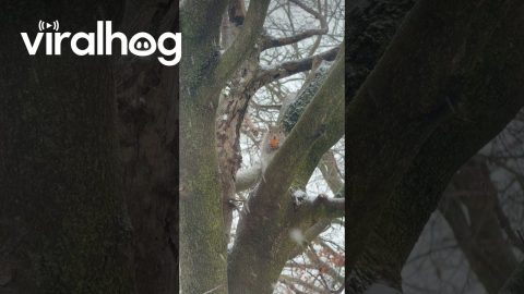 Canadian Squirrel Eating His Timbits || ViralHog