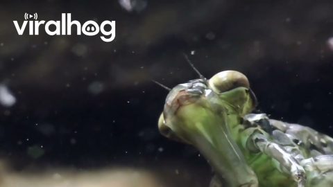 Dragonfly Nymph Hunts Daphnia || ViralHog