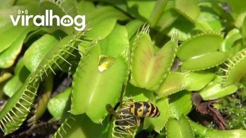 Venus Flytrap Catches Yellow Jackets || ViralHog