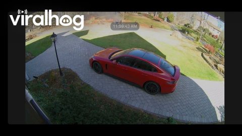 Landscapers Accidentally Ignite Leaf Pile || ViralHog
