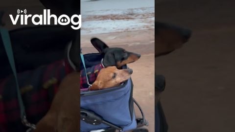 Monty Likes to Feel the Wind in His Ears || ViralHog