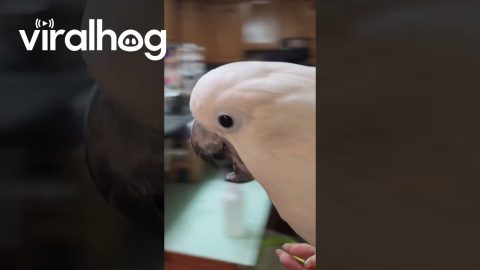 Cockatoo's Nightly Spinning Screams For Fun || ViralHog