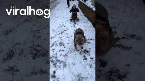 Dog Pulls Boy's Sled || ViralHog