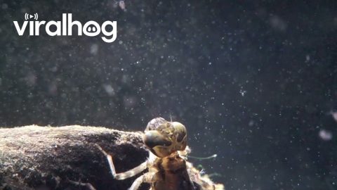 Efficient and Deadly: Dragonfly Nymph Hunts || ViralHog