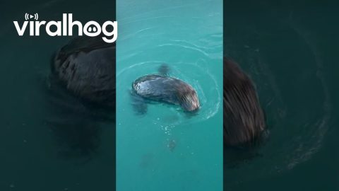 Alaska Sea Otter Finds a Snack || ViralHog