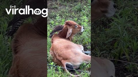 Bird Nibbles At Resting Cow || ViralHog