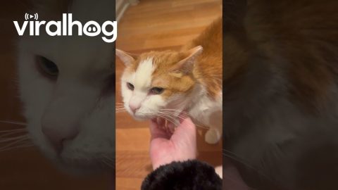 Cat Helps Sing Feliz Navi-Meow || ViralHog