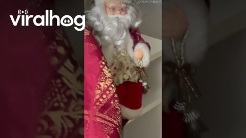 Sneaky Cat Shakes Santa || ViralHog