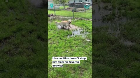 Doggo LOVES Puddle Jumping || ViralHog