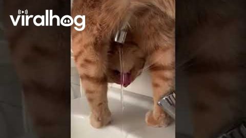 Orange Cat Hasn't Mastered Drinking Normally || ViralHog