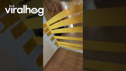 Play From A Cat's Point Of View || ViralHog