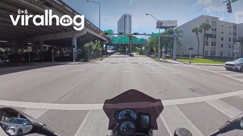 Law-abiding Rooster At Red Light || ViralHog