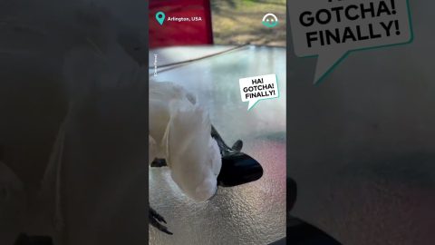 Cockatoo Gets Payback || ViralHog