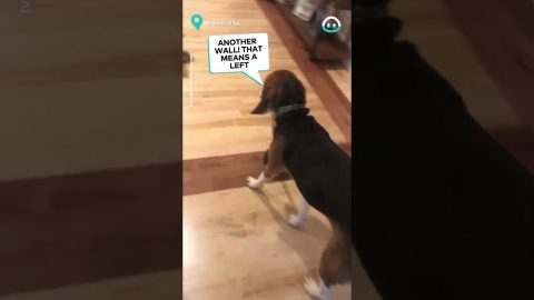 Blind Dog Uses Plunger As Walking Stick || ViralHog