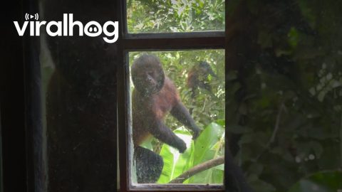 Monkey At The Window || ViralHog