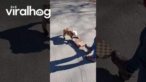 Bulldog Puppy Learns to Skateboard || ViralHog