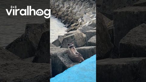 Raccoon Relaxes On Waterside Rocks || ViralHog