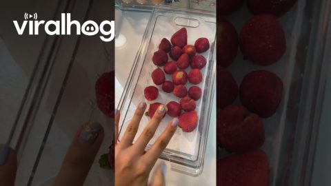 Fridge Neatly Organized || ViralHog