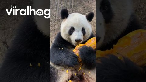 Panda Eating Pumpkin || ViralHog