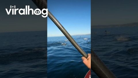 Dolphins Leap Out Of Water Beside Paddleboarder || ViralHog