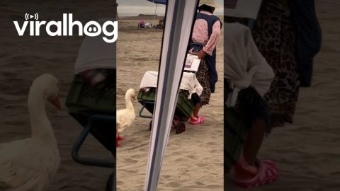 Duck In Boots Follows Owner On Beach || ViralHog
