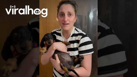 Miniature Dachshund Puppy Surprise Gift || ViralHog