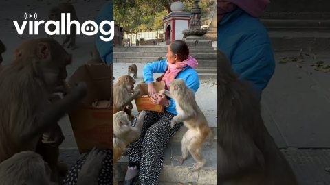 Joyful Monkey Feeding || ViralHog