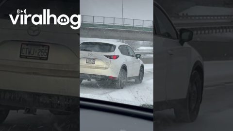 Turkey on the Highway Blocks Traffic || ViralHog