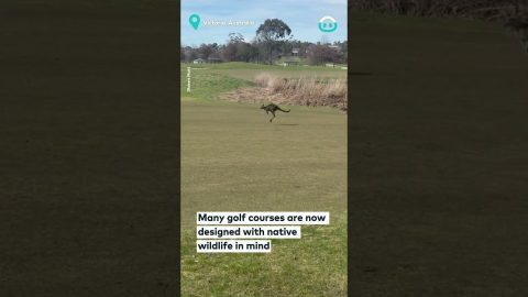 Golfers Disrupted by Kangaroos || ViralHog