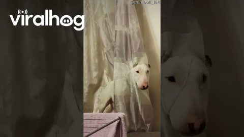Bull Terrier Blends In With Ripped Curtains || ViralHog