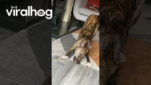 Lurcher Dog Versus Raspberry || ViralHog